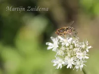 Gewone pendelvlieg [Helophilus pendulus]